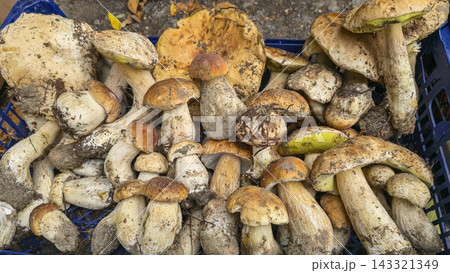 Freshly picked forest aspen mushrooms with orange caps in a plastic box 143321349