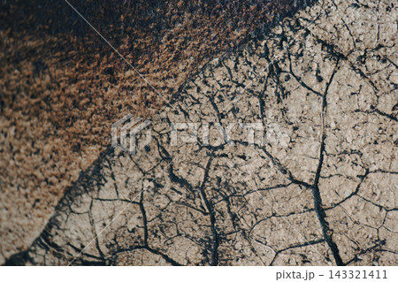 Macro close-up background texture of dry leaf skeleton with cracked ceramic surface Macro close-up background texture of dry leaf skeleton with cracked ceramic surface 143321411