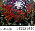 鮮やかな赤い紅葉に包まれた山寺の石段と石灯籠、秋のモミジが彩る日本の寺院風景 143321650