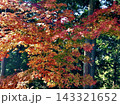 赤・橙・黄色に鮮やかに色づくモミジと深い緑の森林、木漏れ日に輝く秋の紅葉と大樹の自然風景 143321652