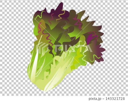 新鮮陽光下的生菜插圖(單一) 新鮮陽光下的生菜插圖(單一) 143321728