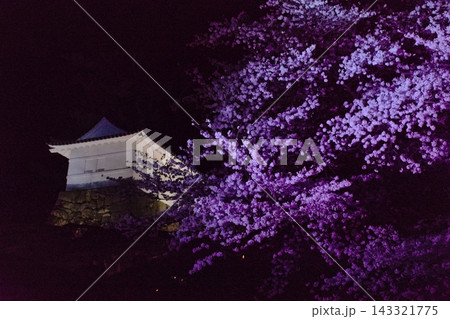 小田原城の夜桜ライトアップ 143321775
