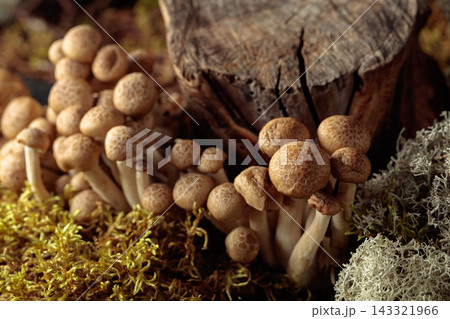 Fresh shimeji mushrooms in forest. Fresh shimeji mushrooms in forest. 143321966