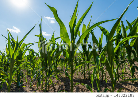 Corn plants are growing tall in a field with clear blue sky and bright sunlight shining down during the day Corn plants are growing tall in a field with clear blue sky and bright sunlight shining down during the day 143322195