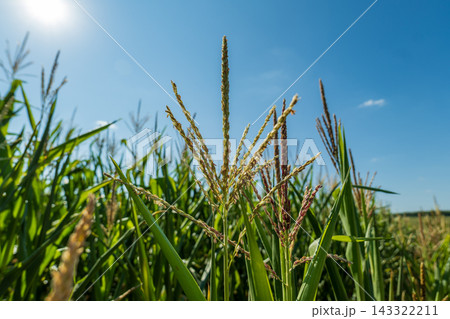Tall corn plants stand upright with green leaves and ears reaching up toward the sun on a warm summer day Tall corn plants stand upright with green leaves and ears reaching up toward the sun on a warm summer day 143322211