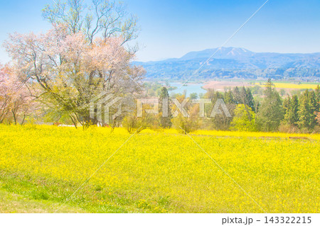 菜の花畑と桜のある風景 143322215