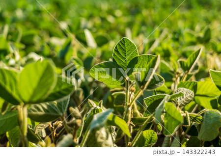 A soybean plant is seen growing among other plants in a field. The sunlight shines on the leaves in a rural area A soybean plant is seen growing among other plants in a field. The sunlight shines on the leaves in a rural area 143322243