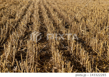 Wheat residue is spread across a field where a combine harvester worked during the harvest season Wheat residue is spread across a field where a combine harvester worked during the harvest season 143322265