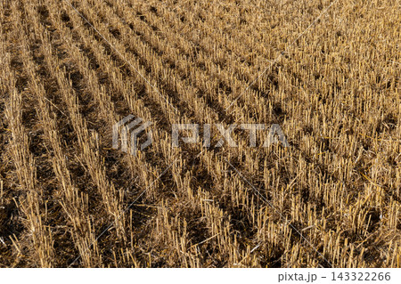 Wheat stubble is left standing in the field after harvest. The landscape shows rows of cut stalks under a clear sky 143322266