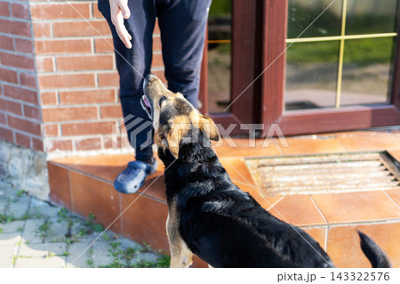 Outdoor home entrance scene of dog owner offering dog treat as attentive mixed-breed dog waits on porch steps in warm sunlight Outdoor home entrance scene of dog owner offering dog treat as attentive mixed-breed dog waits on porch steps in warm sunlight 143322576