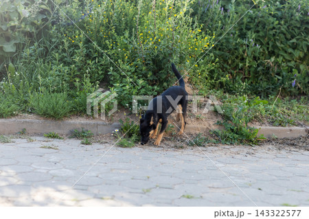 Small black and tan dog sniffing dirt beside roadside hedge on sunny day, tail held high and ears forward, standing near pavement edge in bright outdoor light 143322577