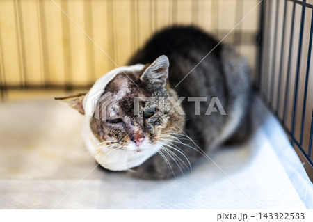 Domestic shorthaired cat wearing protective cone inside pet crate with healing left-eye wound in veterinary recovery setting Domestic shorthaired cat wearing protective cone inside pet crate with healing left-eye wound in veterinary recovery setting 143322583