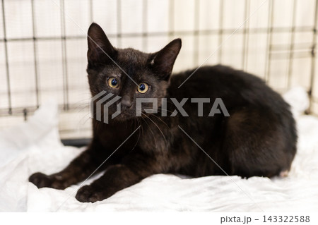 Black kitten lying on white towel in wire enclosure, alert gaze toward camera, upright ears and glossy coat, calm indoor shelter scene for veterinary care 143322588