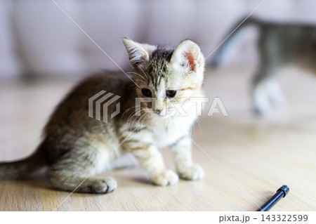 Tabby kitten sitting on hardwood floor beside ballpoint pen, curious alert posture with forward ears and focused eyes in soft natural window light cozy indoors Tabby kitten sitting on hardwood floor beside ballpoint pen, curious alert posture with forward ears and focused eyes in soft natural window light cozy indoors 143322599
