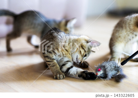 Sunlit home interior tabby kitten batting fuzzy toy mouse on hardwood floor, second blurred kitten in background, warm candid pet play moment 143322605