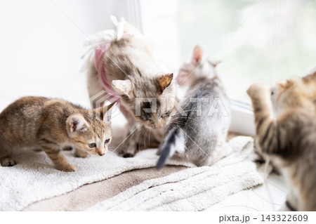 Playful group of kittens exploring soft blanket beside sunlit window in cozy indoor home with bright natural light and warm neutral tones Playful group of kittens exploring soft blanket beside sunlit window in cozy indoor home with bright natural light and warm neutral tones 143322609