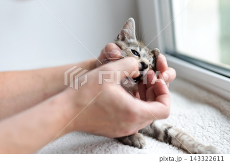 Tabby kitten gently held and fed by adult hands on cushioned windowsill in soft natural light, closeup portrait showing tender pet care Tabby kitten gently held and fed by adult hands on cushioned windowsill in soft natural light, closeup portrait showing tender pet care 143322611