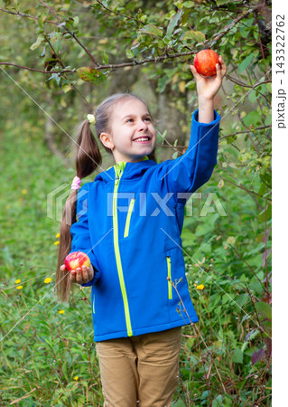 Cheerful girl picking red apple from tree branch while holding another fruit orchard autumn harvest 143322762
