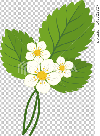Illustration of a flowering plant sprig, representing a strawberry blossom branch. Illustration of a flowering plant sprig, representing a strawberry blossom branch. 143322827