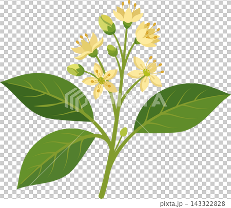 Illustration of a flowering plant sprig of an avocado blossom with its green leaves, on a transparent background. Illustration of a flowering plant sprig of an avocado blossom with its green leaves, on a transparent background. 143322828