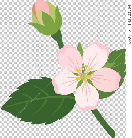 Illustration of an apple blossom sprig, with a light pink flower, a flower bud, and green leaves, on a transparent background. Illustration of an apple blossom sprig, with a light pink flower, a flower bud, and green leaves, on a transparent background. 143322964