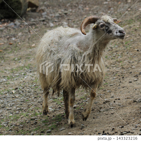 small sheep head 143323216
