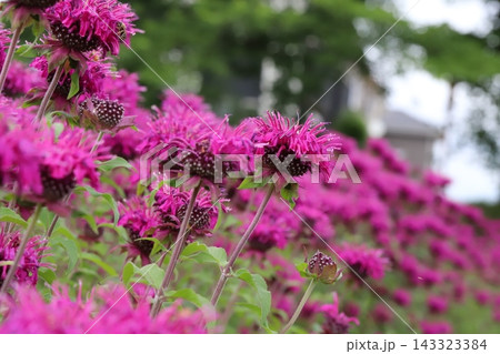 初夏の公園に咲く赤紫色のタイマツバナの花 初夏の公園に咲く赤紫色のタイマツバナの花 143323384