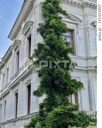 Lush climbing greenery covers ornate white historic facade in soft daylight. 143323807