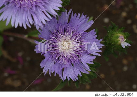 初夏の公園に咲く紫色のストケシアの花 初夏の公園に咲く紫色のストケシアの花 143323904
