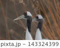 タンチョウのクローズアップ 143324399
