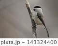 枝で囀るハシブトガラ 143324400