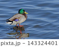 沼に佇むマガモ 143324401