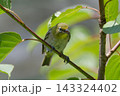 枝にとまるメジロ 143324402