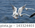 水面に降りるユリカモメ 143324403