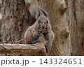 木の実を食べるエゾリス 143324651