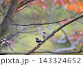 秋の森のエナガたち 143324652