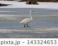 氷の上を歩くオオハクチョウ 143324653