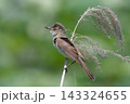 水辺のオオヨシキリ 143324655