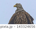 オジロワシのクローズアップ 143324656