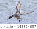飛び上がるオナガガモ 143324657