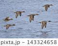 飛び立つオナガガモたち 143324658