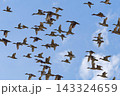 オナガガモの群れ 143324659