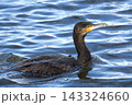 泳いでいるカワウ 143324660