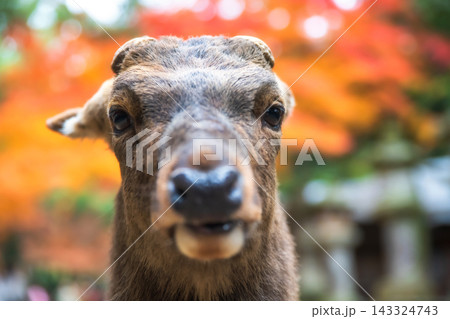 portrait of sika deer face with autumn leaf at Kasuga Shrine, Nara portrait of sika deer face with autumn leaf at Kasuga Shrine, Nara 143324743