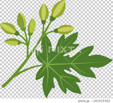 Illustration of a papaya sprig, leaf and flower bud branch, on a transparent background. Illustration of a papaya sprig, leaf and flower bud branch, on a transparent background. 143325562