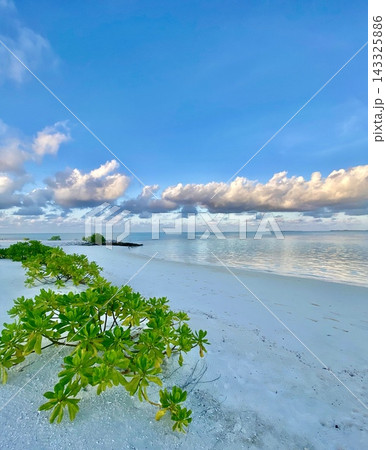 Green coastal shrubs border quiet white beach beneath softly lit clouds. Green coastal shrubs border quiet white beach beneath softly lit clouds. 143325886