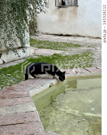 路地裏の噴水で水を飲む猫 路地裏の噴水で水を飲む猫 143326112