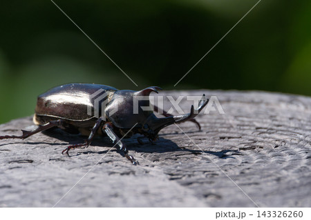 カブトムシ カブトムシ 143326260