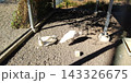 進雄神社の白孔雀【群馬・高崎市】 143326675