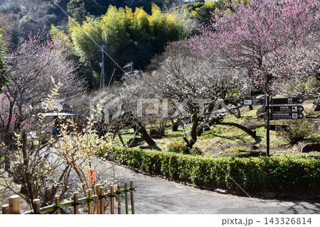 静岡県熱海市　熱海梅園の満開梅の花と散策路と道案内 143326814